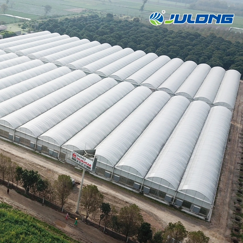 Commercial High Quality Agricultural Multi-Span Dome Plastic Film Pepper Hydroponic Used Greenhouse for Sale