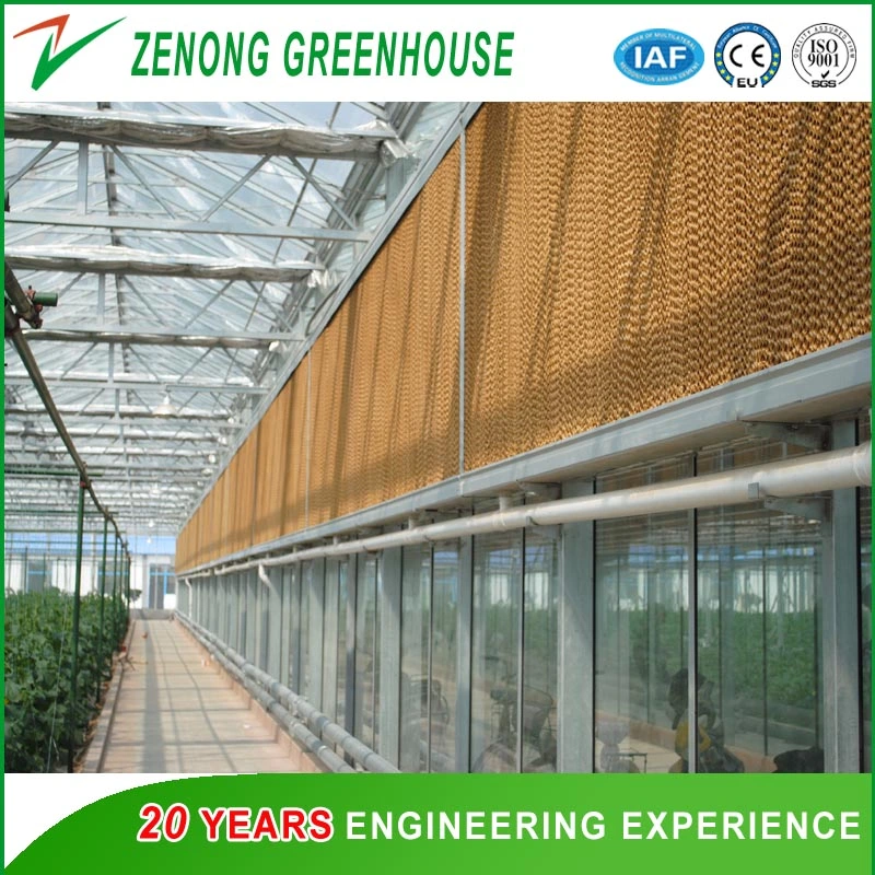 Dome Roof Greenhouse Covered with Durable Film for Seed Nursery/Vegetable Planting/Flowers Growing