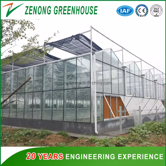 Green Houses produce serra in vetro con sistema di coltivazione per irrigazione di raffreddamento per fiori di fragola e pomodoro a più campate