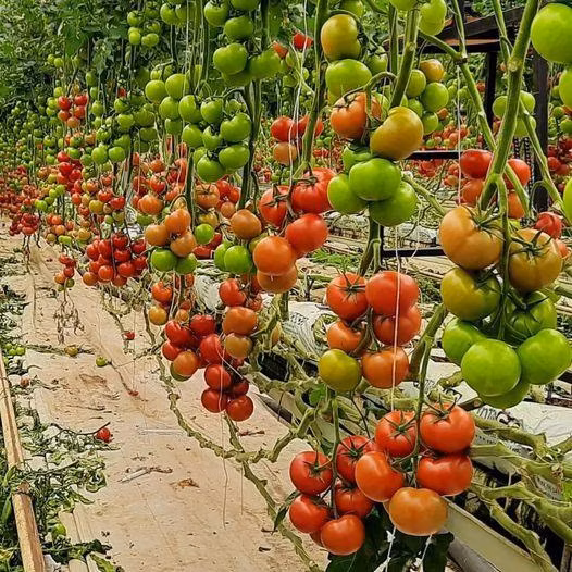 I migliori accessori per serre agricole Agricoltura Superfarm verticale idroponica