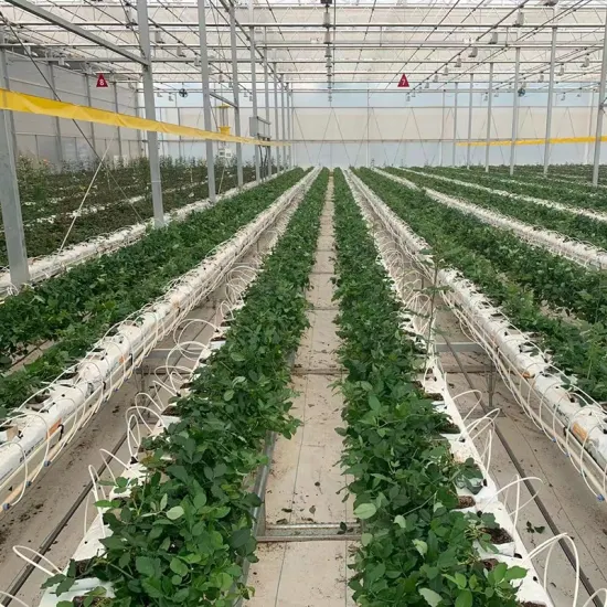 Serra di pellicola agricola per piantine di vivaio di fiori di pomodoro