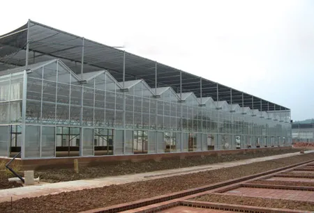 Serra in fogli PC di alta qualità a prezzo di fabbrica per piantagione di ortaggi/pomodori con sistema idroponico