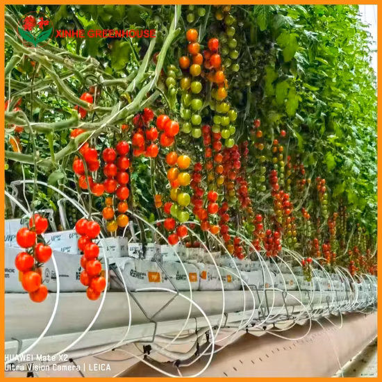 Serra agricola per verdure con film in PE a campata multipla con sistema di raffreddamento